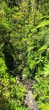 Plants: image 72 Of 208 Thumb